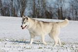 SIBERIAN HUSKY 466